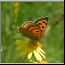Lycaena phlaeas - Kleiner Feuerfalter 06.jpg